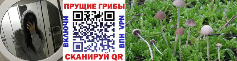 Галлюциногенные грибы Psilocybine cubensis  Перевоз 